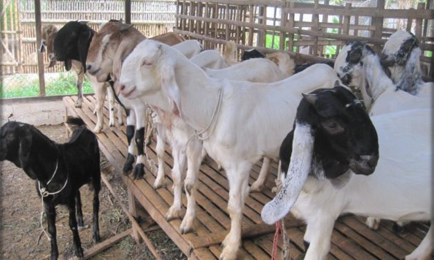 Cara Sukses Beternak Kambing Breeding Yang Wajib Di Pelajari
