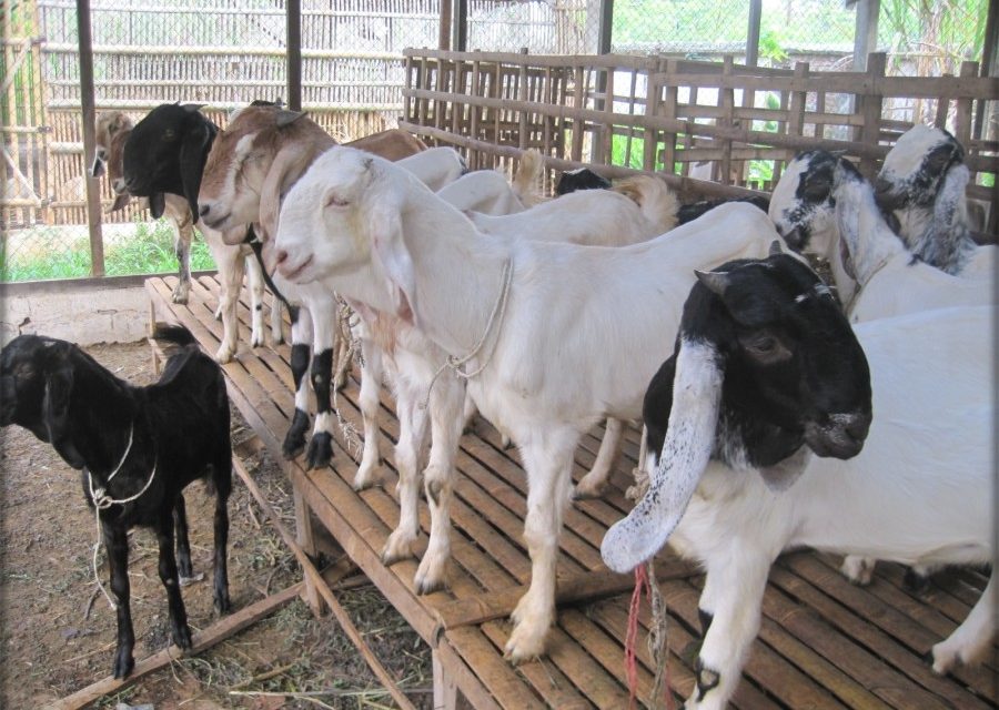 Cara Sukses Beternak Kambing Breeding Yang Wajib Di Pelajari