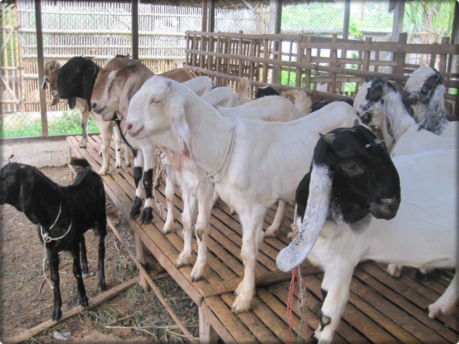 Cara Sukses Beternak Kambing Breeding Yang Wajib Di Pelajari
