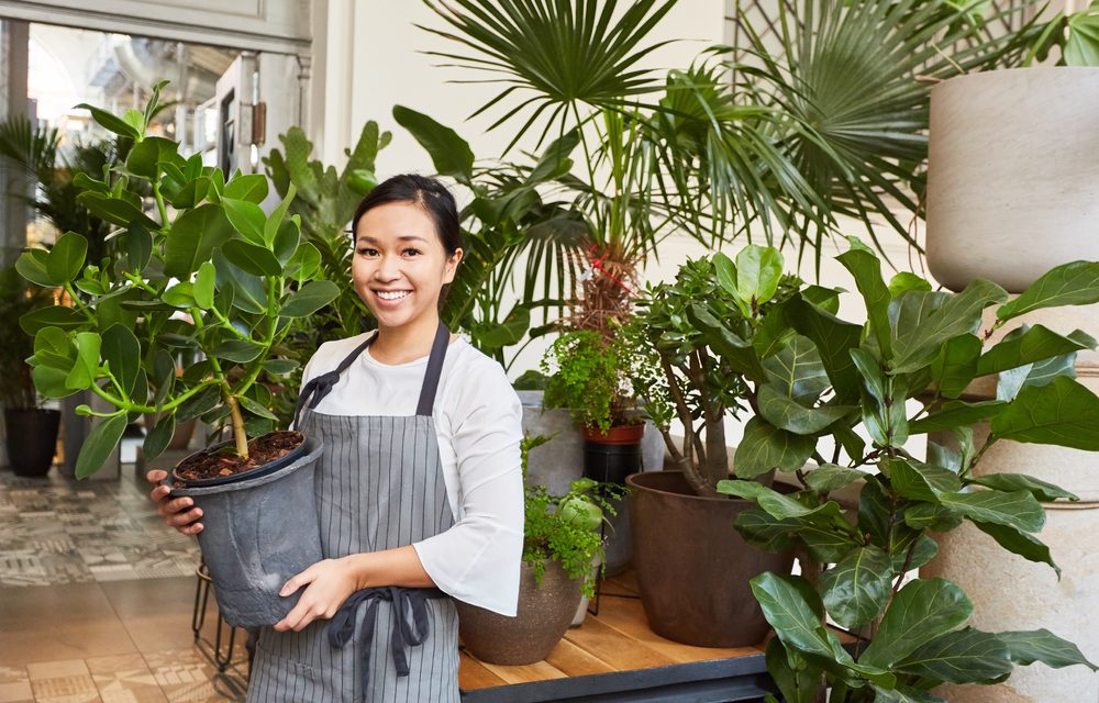 Surga Tanaman Hias Dengan Harga Yang Bikin Geleng Kepala