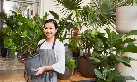 Surga Tanaman Hias Dengan Harga Yang Bikin Geleng Kepala