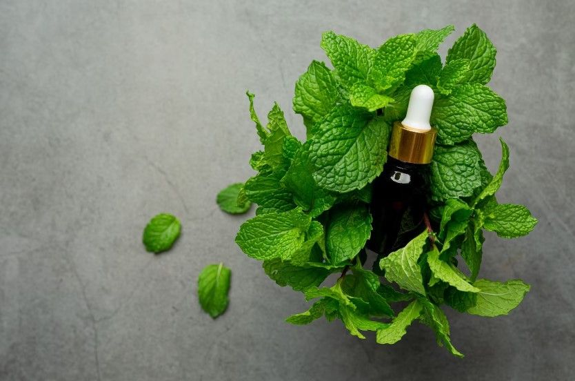 Tanaman Penghilang Bau Mulut Yang Terbukti Efektif