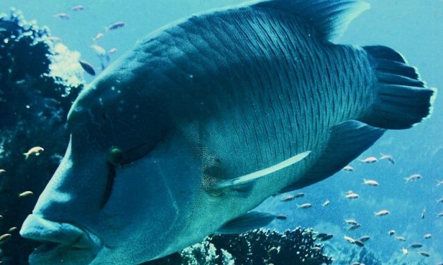 Ikan Napoleon Ikan Karang Yang Bisa Hidup Lama