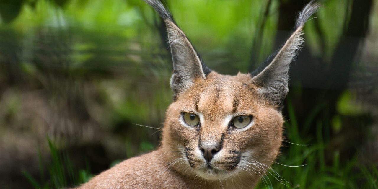 Keindahan Eksotis Caracal Kucing Afrika Yang Bikin Jatuh Hati