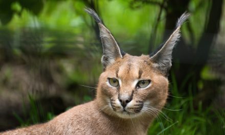 Keindahan Eksotis Caracal Kucing Afrika Yang Bikin Jatuh Hati