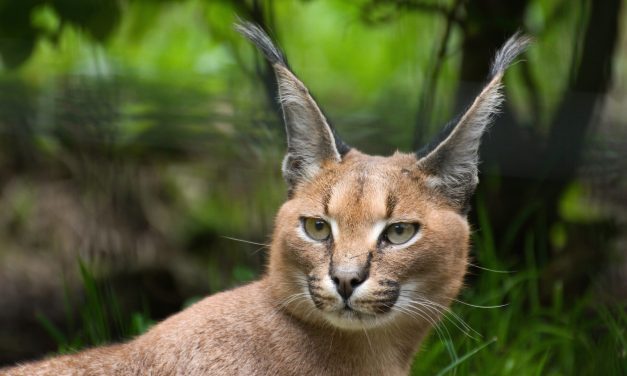 Keindahan Eksotis Caracal Kucing Afrika Yang Bikin Jatuh Hati