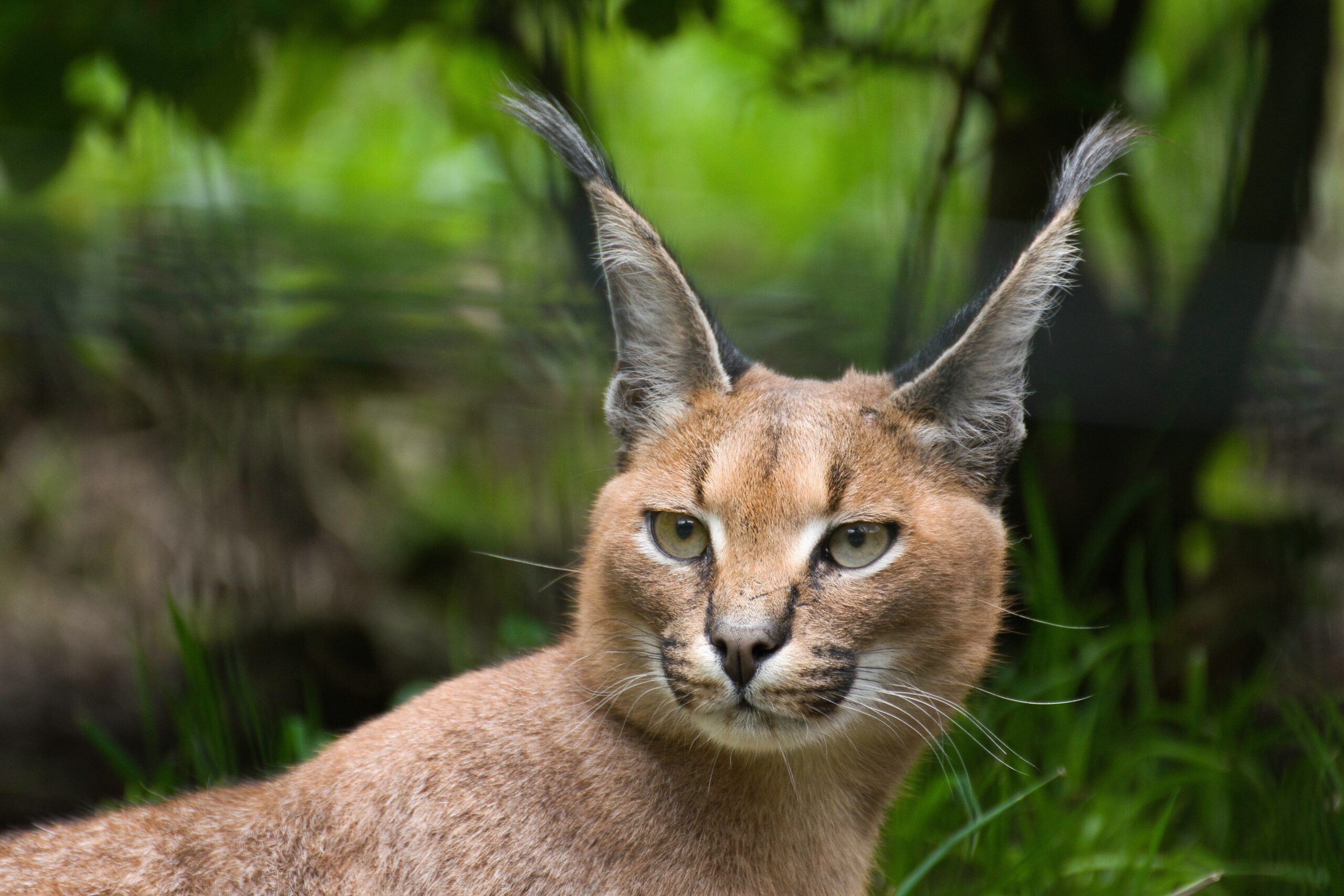 Keindahan Eksotis Caracal Kucing Afrika Yang Bikin Jatuh Hati