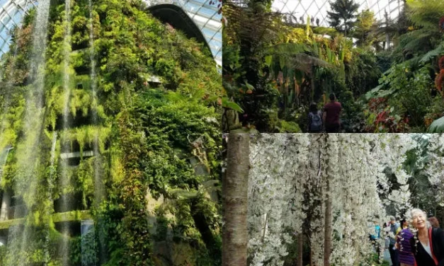 Lanskap Alam Singapura Unik Dan Harus Di Kunjungi Penjelajah