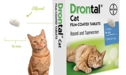 Pilihan Terbaik Obat Cacing Untuk Kesehatan Kucing Anda