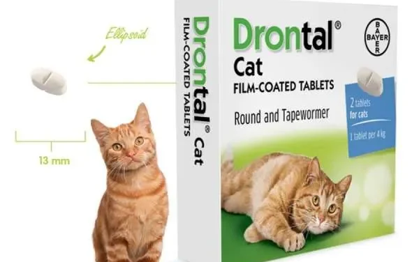 Pilihan Terbaik Obat Cacing Untuk Kesehatan Kucing Anda