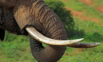 Gigi Seri Gajah Atau Gading Yang Banyak Di Buru