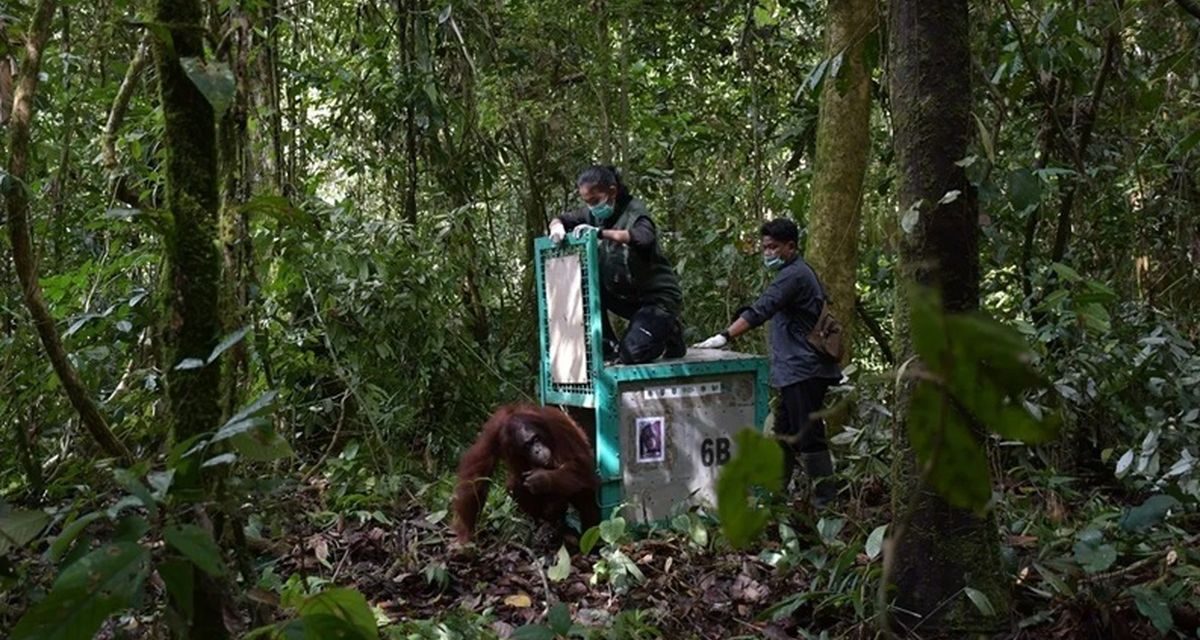 Alasan Orangutan Yang Di Rehab Kembali Ke Hutan Kalteng