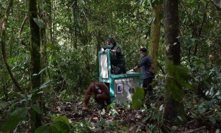 Alasan Orangutan Yang Di Rehab Kembali Ke Hutan Kalteng