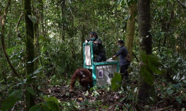 Alasan Orangutan Yang Di Rehab Kembali Ke Hutan Kalteng