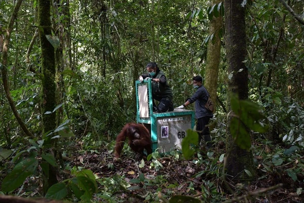 Alasan Orangutan Yang Di Rehab Kembali Ke Hutan Kalteng