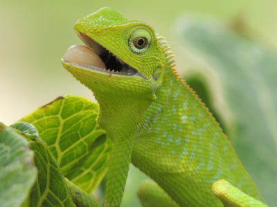 Hewan Reptil Bunglon Dapat Merubah Warna Kulitnya
