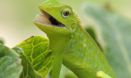 Hewan Reptil Bunglon Dapat Merubah Warna Kulitnya