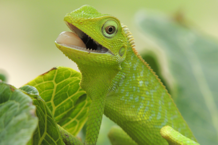 Hewan Reptil Bunglon Dapat Merubah Warna Kulitnya