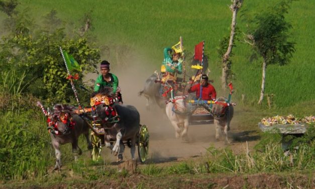 Tradisi Unik Makepung Yang Hanya Ada Di Bali