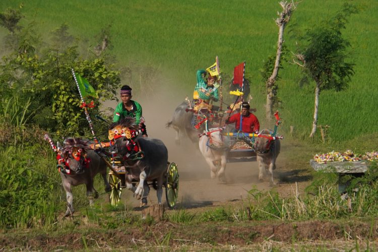 Tradisi Unik Makepung Yang Hanya Ada Di Bali