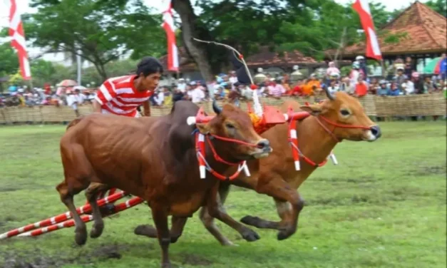 Tradisi Budaya Madura Dalam Karapan Sapi