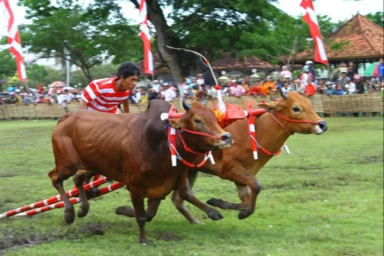 Tradisi Budaya Madura Dalam Karapan Sapi
