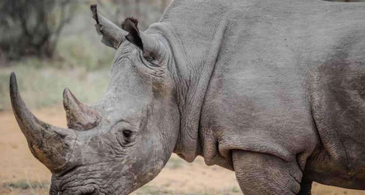 Translokasi Badak Jawa: Bukan Sekadar Jaga Genetik