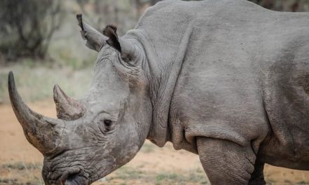 Translokasi Badak Jawa: Bukan Sekadar Jaga Genetik
