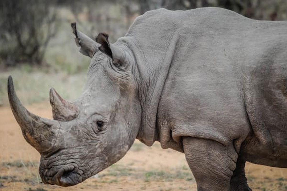 Translokasi Badak Jawa: Bukan Sekadar Jaga Genetik