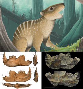 Novaculadon Mirabilis