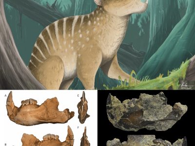 Novaculadon Mirabilis