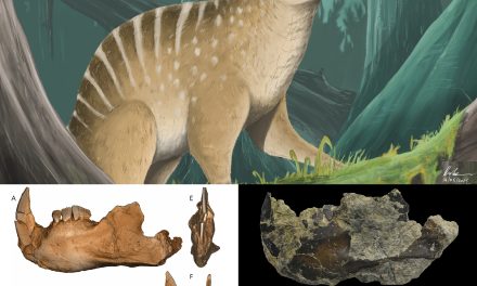 Menguak Dunia Mamalia Purba: Cerita Novaculadon Mirabilis