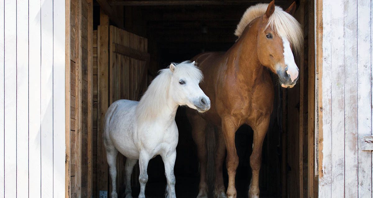 Kuda Poni: Kecil, Kuat, Dan Penuh Pesona