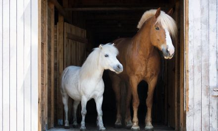 Kuda Poni: Kecil, Kuat, Dan Penuh Pesona