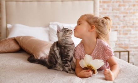 Kucing Dan Manusia: Ikatan Rahasia Yang Jarang Terungkap