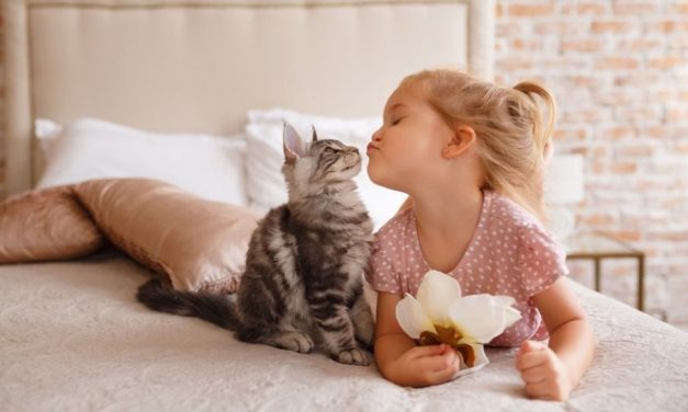 Kucing Dan Manusia: Ikatan Rahasia Yang Jarang Terungkap