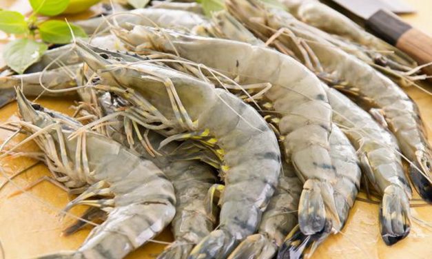 Fakta Gizi Udang: Jaga Berat Badan Hingga Otak Tetap Sehat