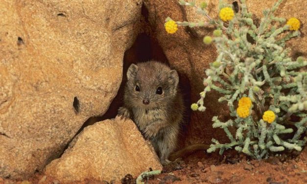 Fenomena Biologis Unik: Mati Setelah Kawin Demi Keturunan