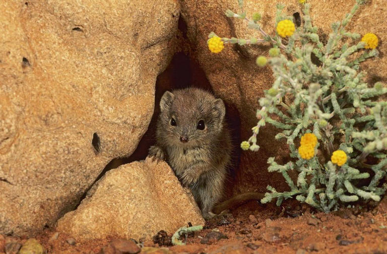 Fenomena Biologis Unik: Mati Setelah Kawin Demi Keturunan