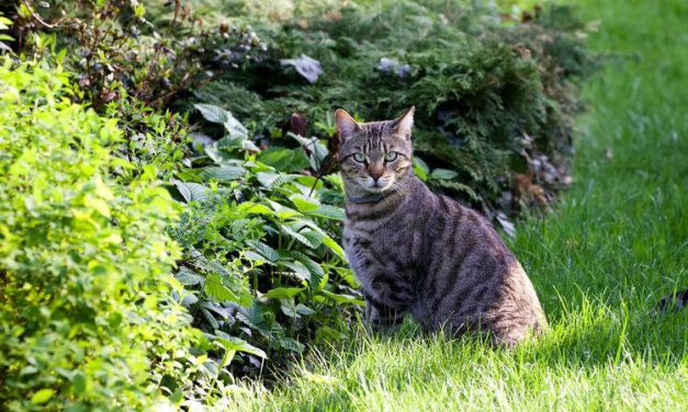 Selandia Baru Mulai Musnahkan Kucing Liar Demi Satwa Endemik