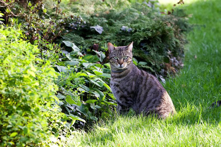 Selandia Baru Mulai Musnahkan Kucing Liar Demi Satwa Endemik