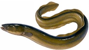 Ikan Sidat Indonesia Sumber Omega-3 Tertinggi Kalahkan Salmon