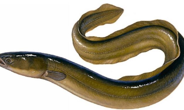 Ikan Sidat Indonesia Sumber Omega-3 Tertinggi Kalahkan Salmon