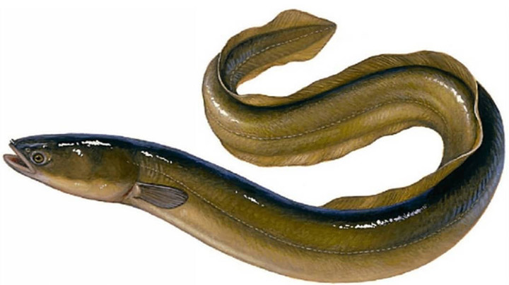 Ikan Sidat Indonesia Sumber Omega-3 Tertinggi Kalahkan Salmon