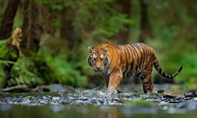 Harimau Sumatra: Sang Penjaga Rimba yang Terancam Punah