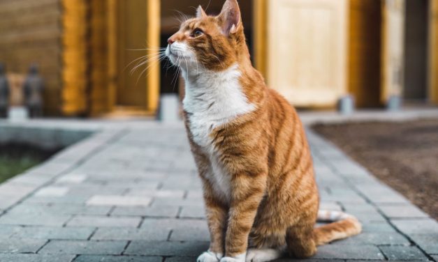 Revisi Sejarah, Kucing Domestik Berasal Dari Afrika Utara