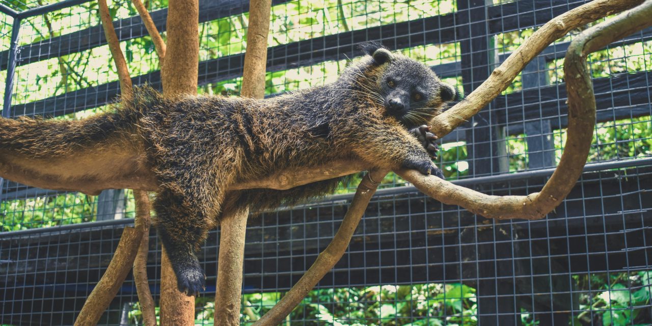 Binturung: Sang “Beruang-Kucing” Penjaga Hutan Asia