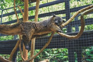 Binturung: Sang "Beruang-Kucing" Penjaga Hutan Asia