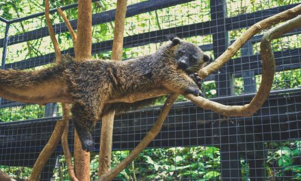 Binturung: Sang “Beruang-Kucing” Penjaga Hutan Asia
