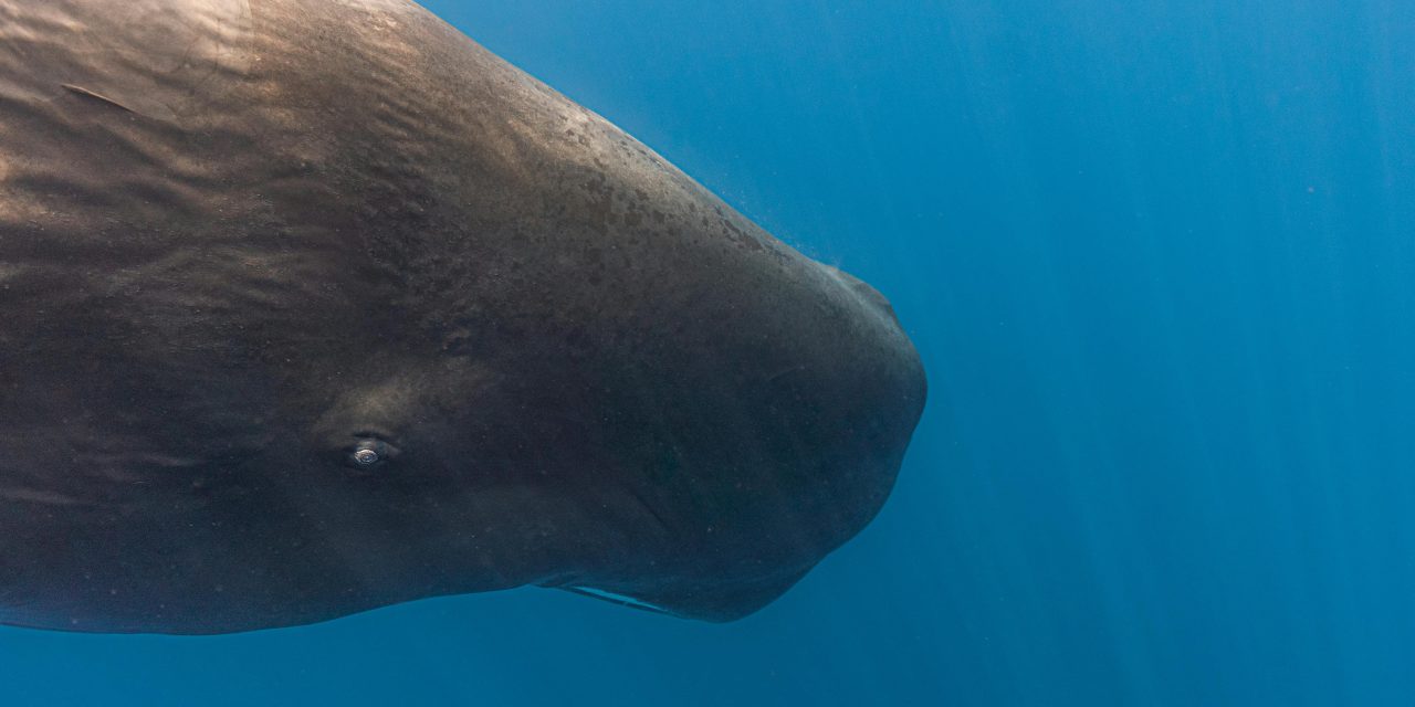 Paus Sperma: Sang Penguasa Kegelapan Samudera Terdalam